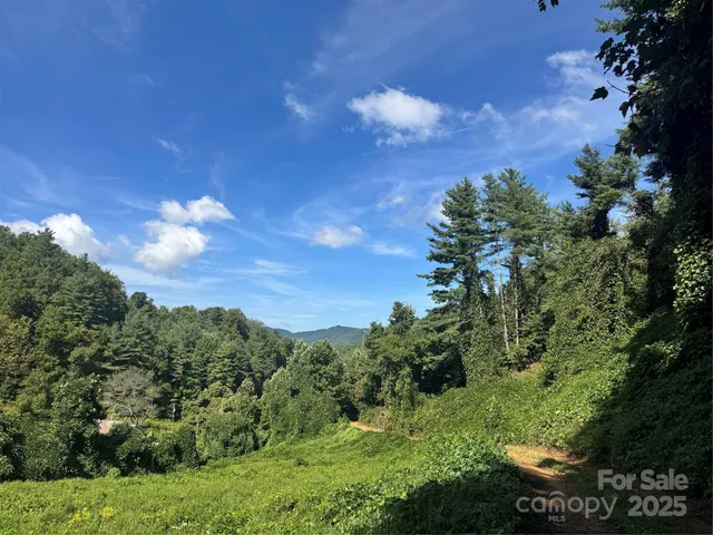 a view of a bunch of trees and bushes