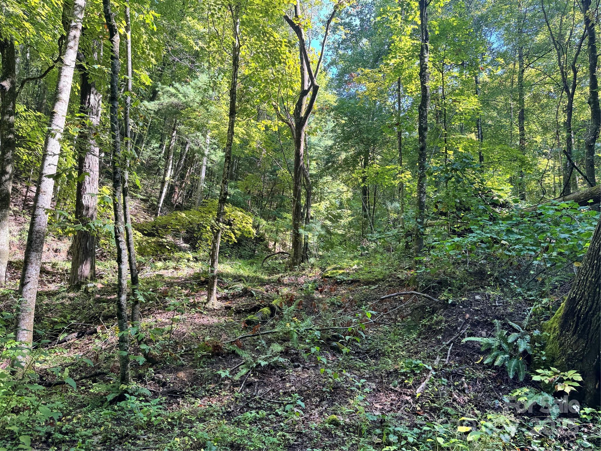 2252 Cutshall Town Road Marshall, NC 28753 - Photo 21 of 40 a view of a forest with lots of trees