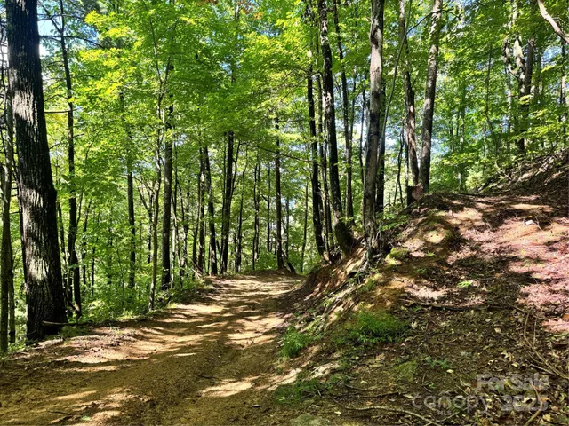 a view of a lush green forest