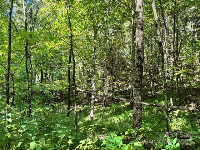 a view of a lush green forest