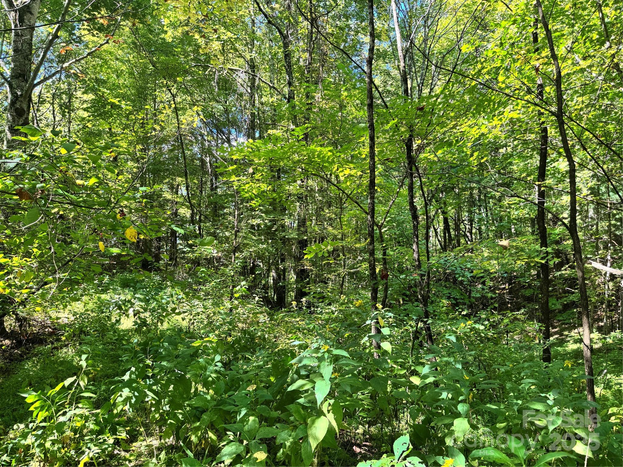 2252 Cutshall Town Road Marshall, NC 28753 - Photo 24 of 40 a view of a lush green forest