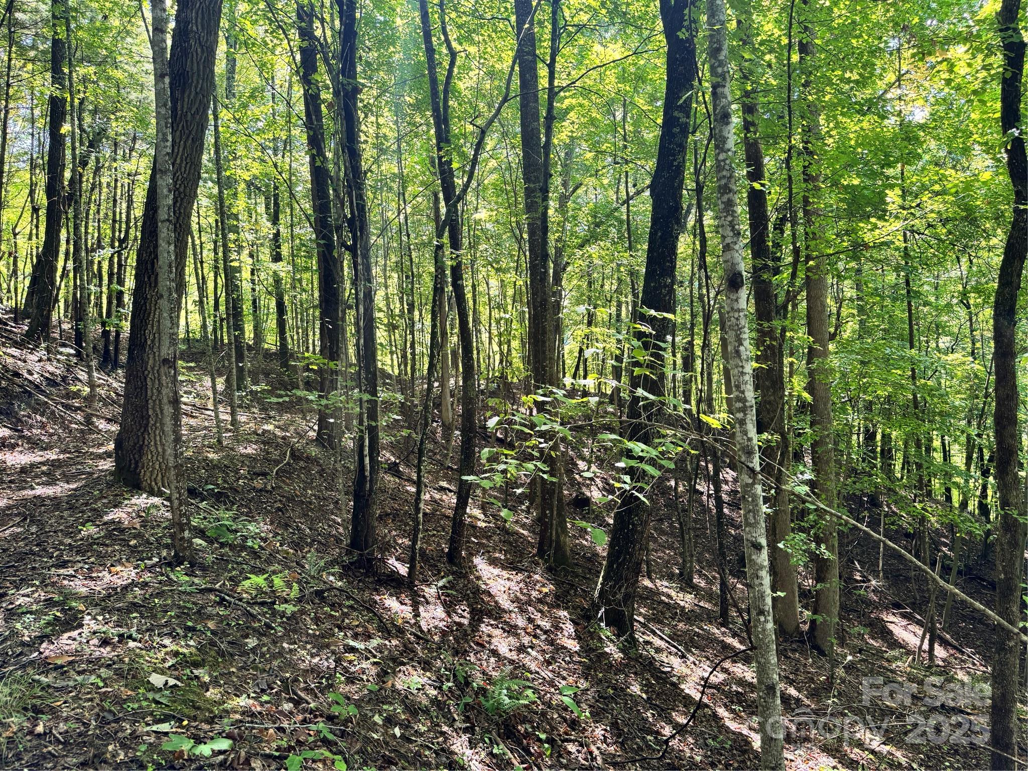 2252 Cutshall Town Road Marshall, NC 28753 - Photo 27 of 40 a view of forest