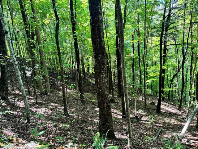 a view of a lush green forest