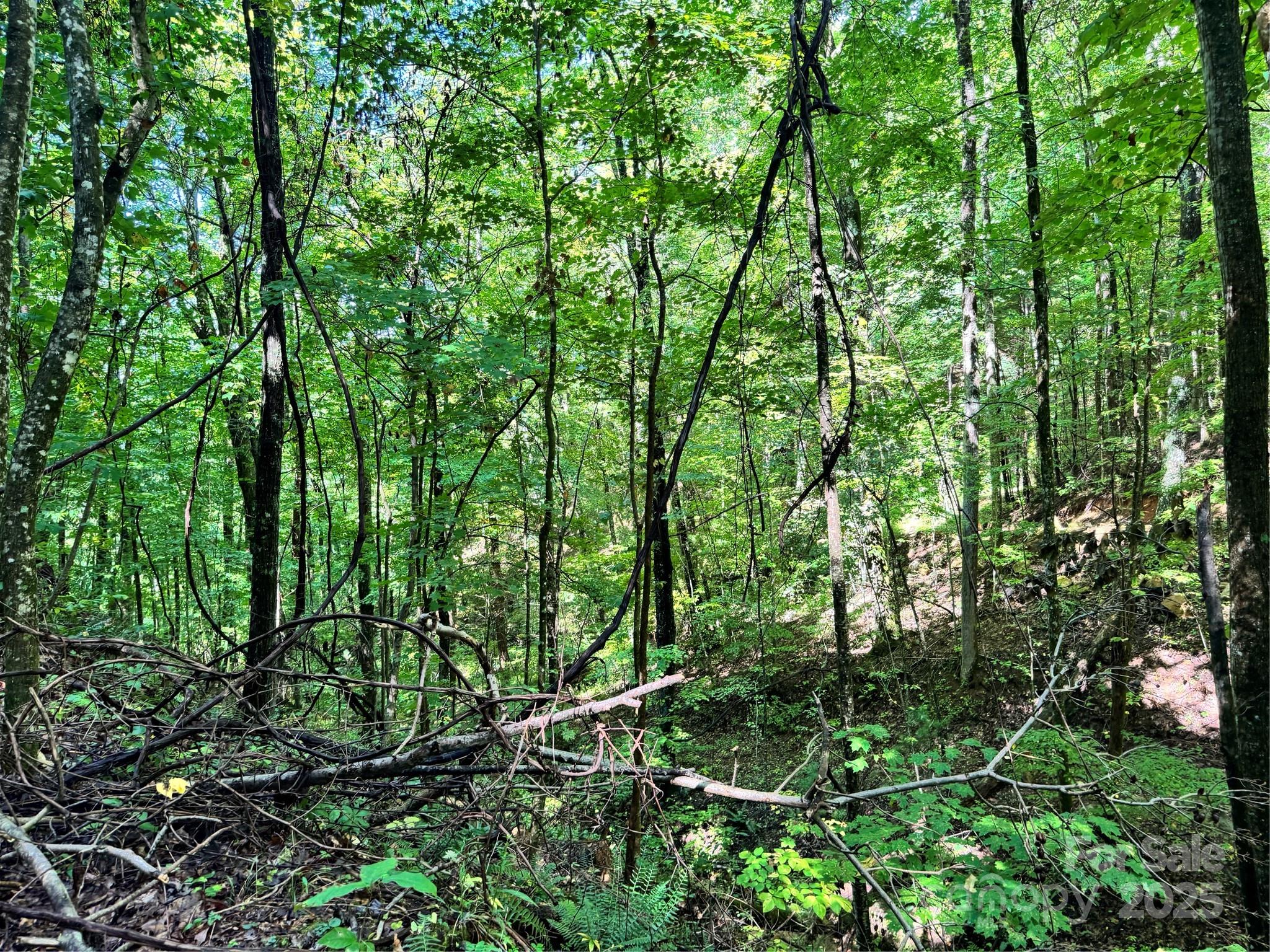 2252 Cutshall Town Road Marshall, NC 28753 - Photo 30 of 40 a view of a lush green forest