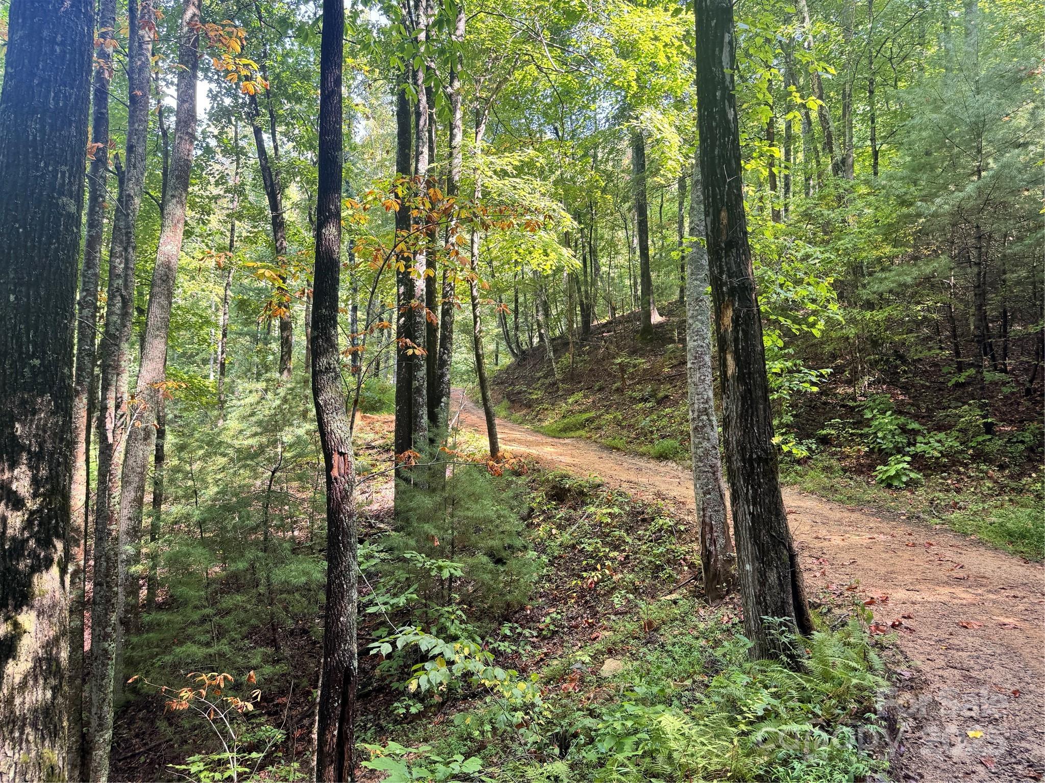 2252 Cutshall Town Road Marshall, NC 28753 - Photo 3 of 40 a view of outdoor space and trees