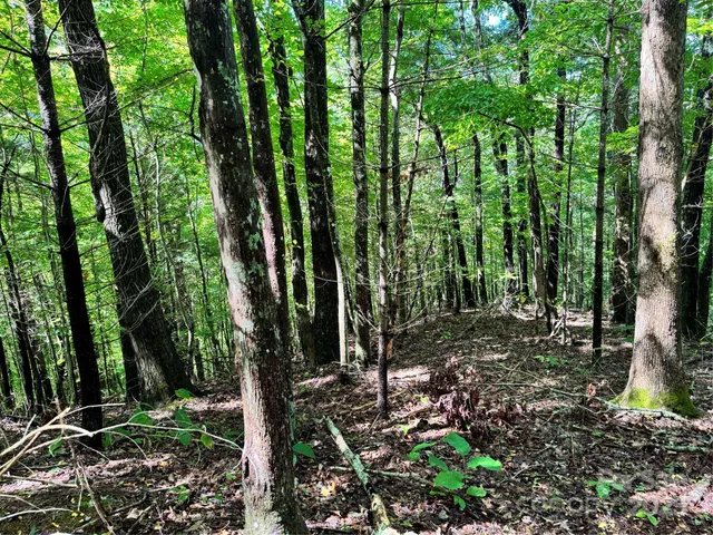 a view of outdoor space and tree