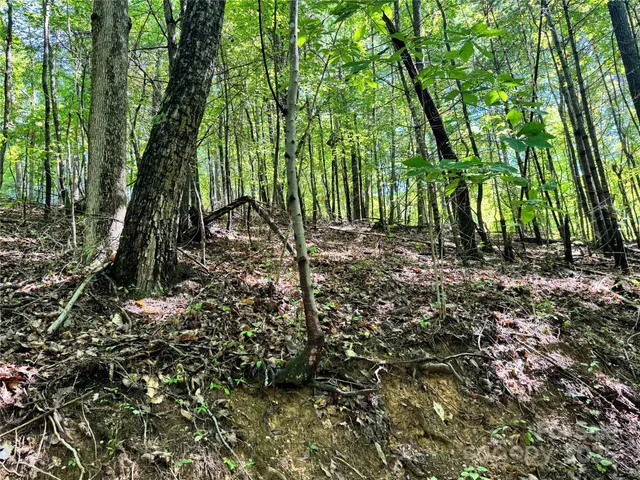 a view of a forest with lots of trees