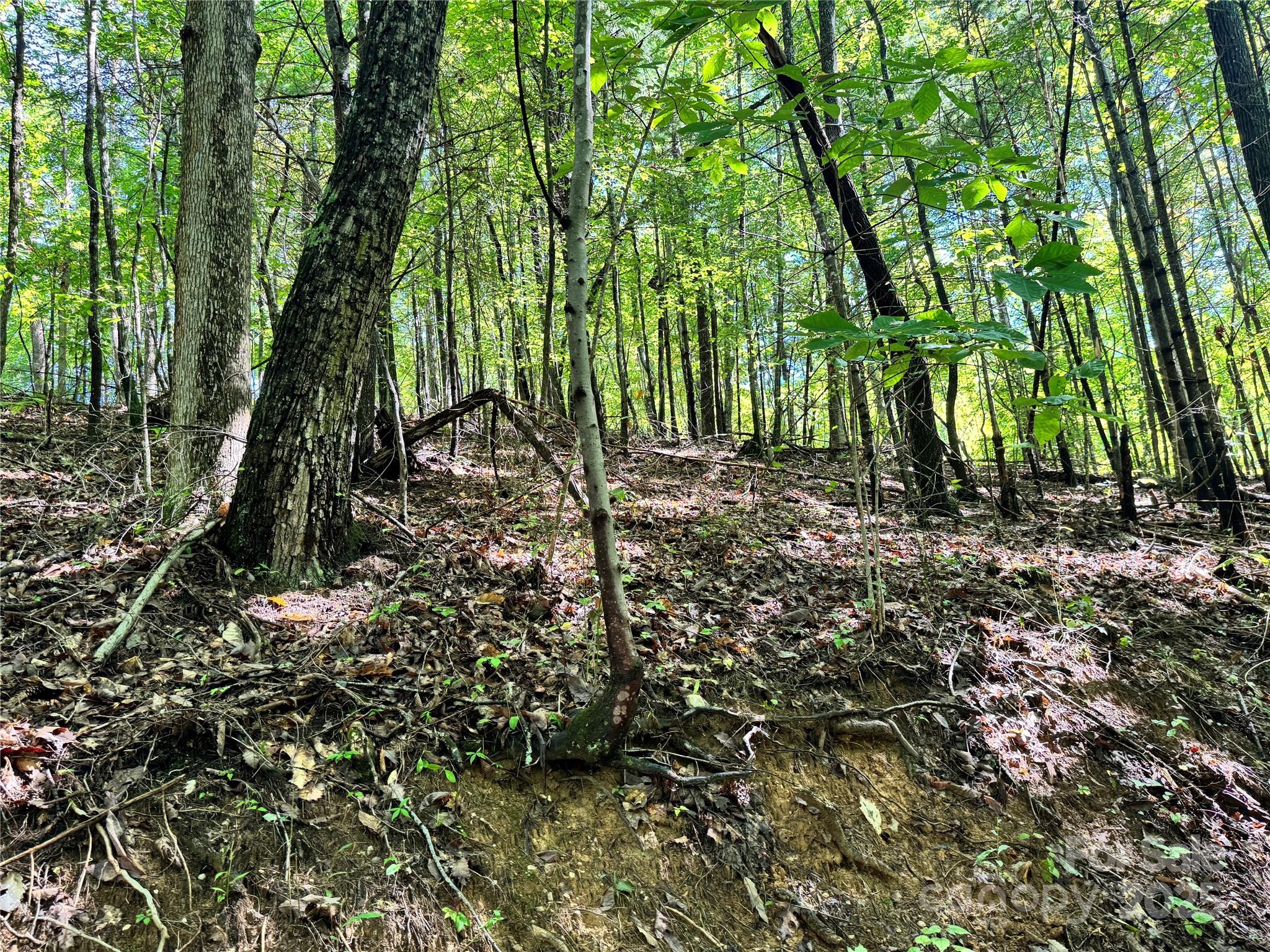 2252 Cutshall Town Road Marshall, NC 28753 - Photo 35 of 40 a view of backyard with green space