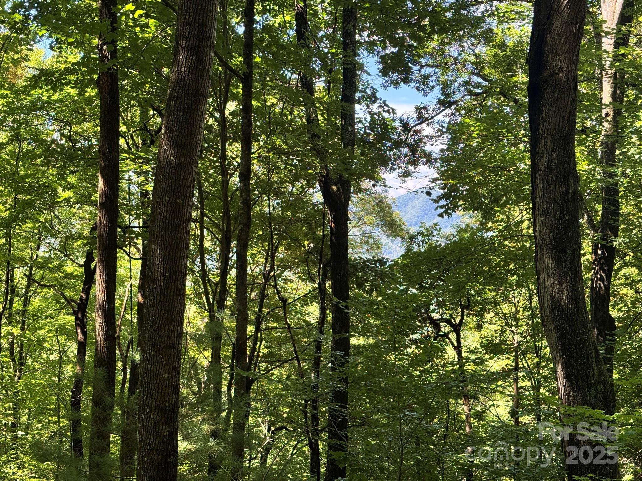2252 Cutshall Town Road Marshall, NC 28753 - Photo 37 of 40 a view of tree