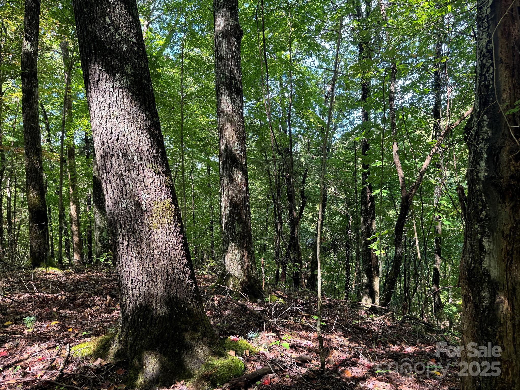 2252 Cutshall Town Road Marshall, NC 28753 - Photo 38 of 40 a view of a forest with lots of trees