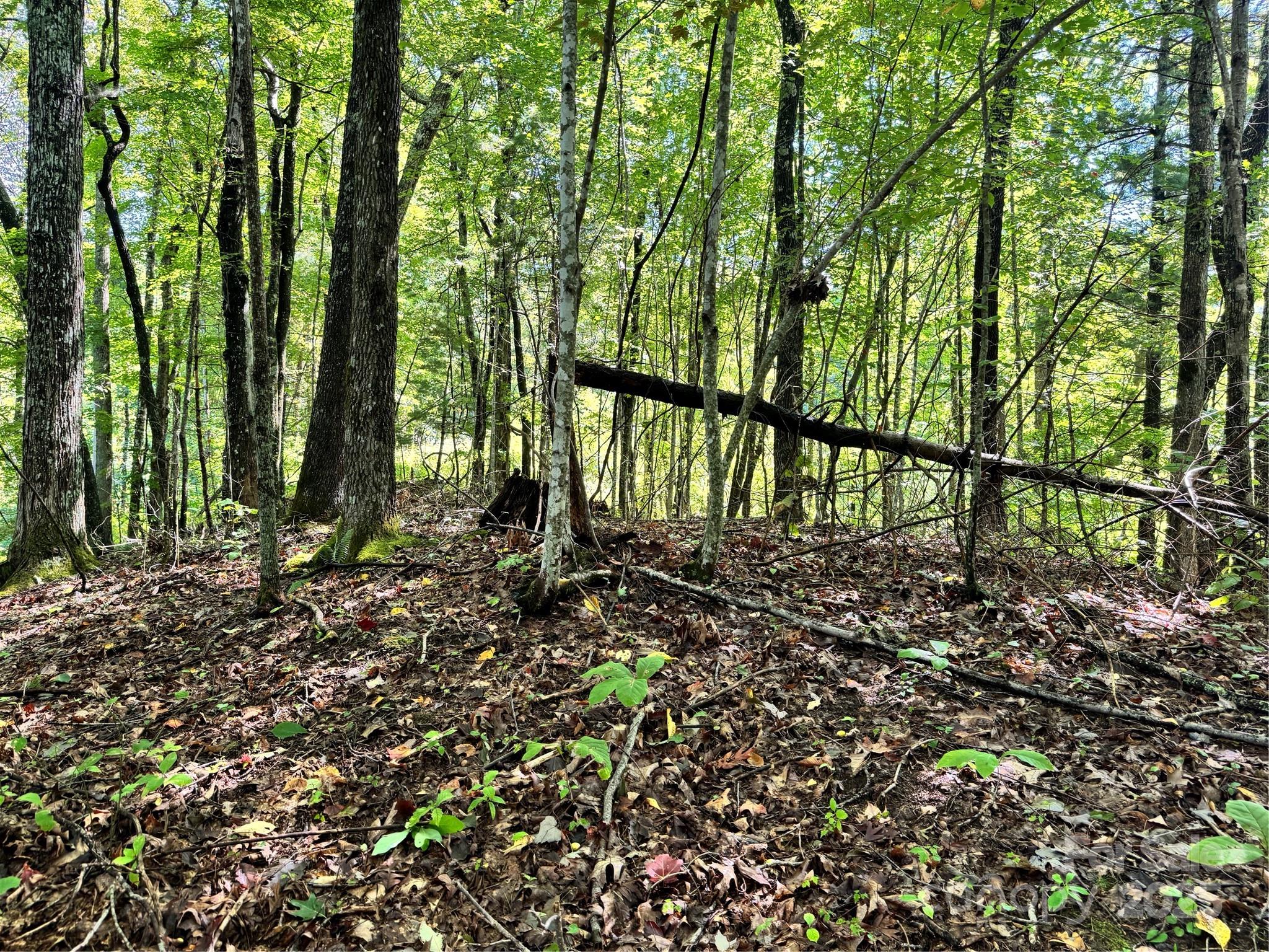 2252 Cutshall Town Road Marshall, NC 28753 - Photo 40 of 40 a view of lush green forest
