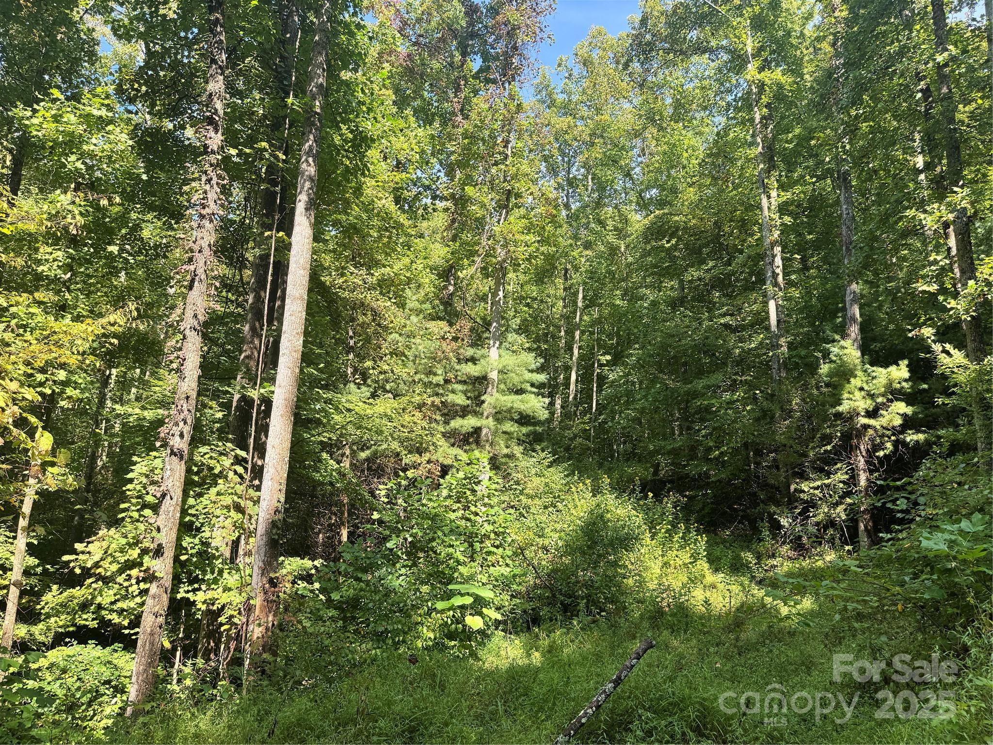 2252 Cutshall Town Road Marshall, NC 28753 - Photo 4 of 40 a view of a garden