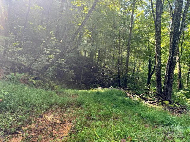 a view of a lush green forest