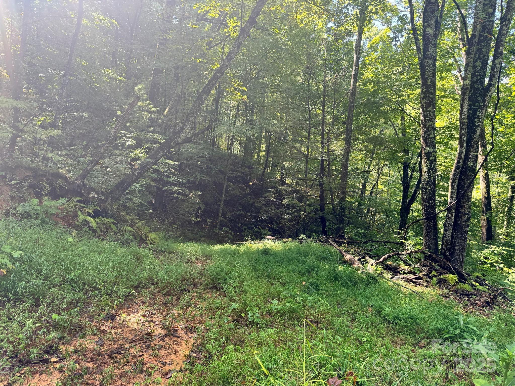 2252 Cutshall Town Road Marshall, NC 28753 - Photo 5 of 40 a view of a lush green forest