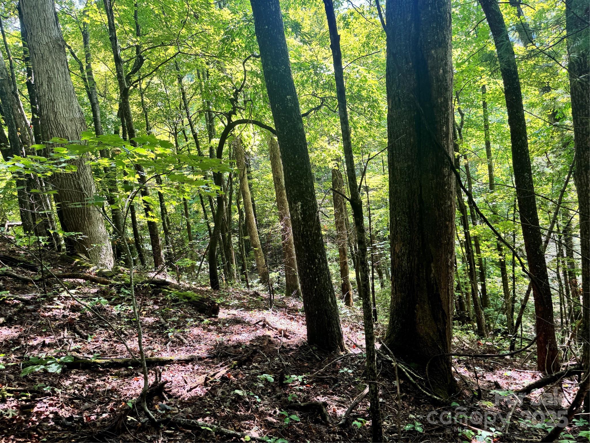 2252 Cutshall Town Road Marshall, NC 28753 - Photo 6 of 40 a view of forest