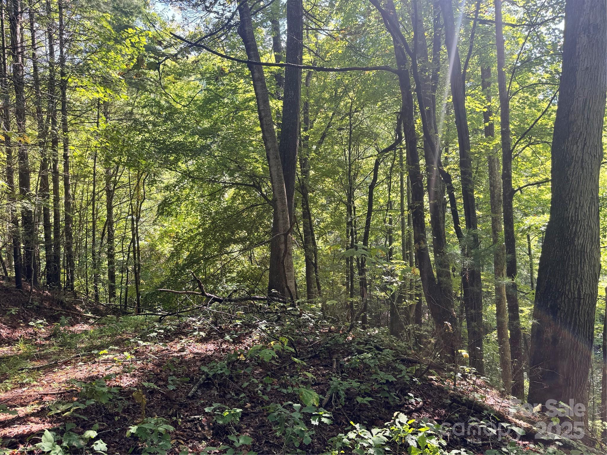 2252 Cutshall Town Road Marshall, NC 28753 - Photo 7 of 40 a view of forest