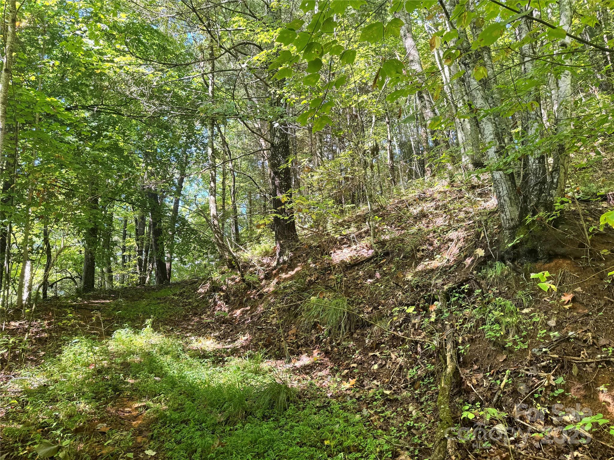 2252 Cutshall Town Road Marshall, NC 28753 - Photo 8 of 40 a view of a yard with a tree