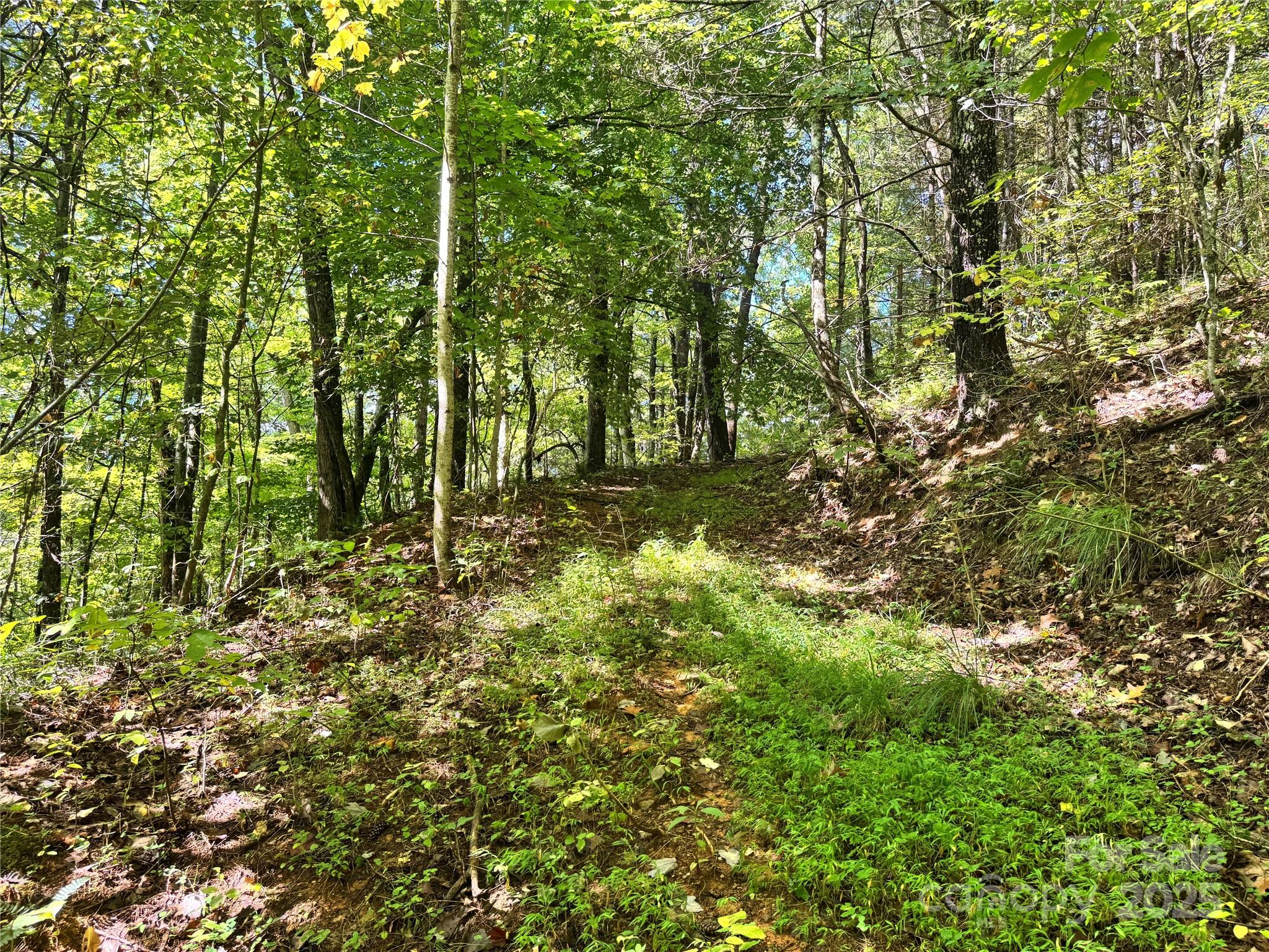 2252 Cutshall Town Road Marshall, NC 28753 - Photo 9 of 40 a view of outdoor space with lots of trees