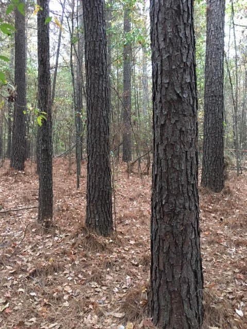 1 Permenter Road Carthage, MS 39051 - Photo 15 of 18 Photo 15