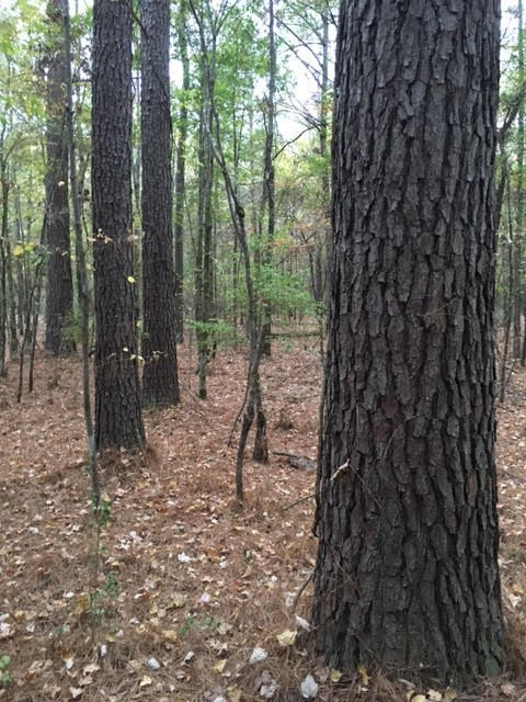 1 Permenter Road Carthage, MS 39051 - Photo 9 of 18 Photo 9