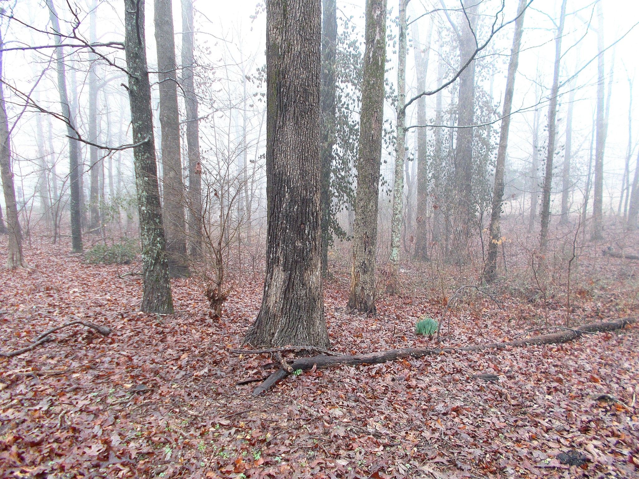 1106 Blake Road Lyles, TN 37098 - Photo 33 of 36 Gallery Image 33