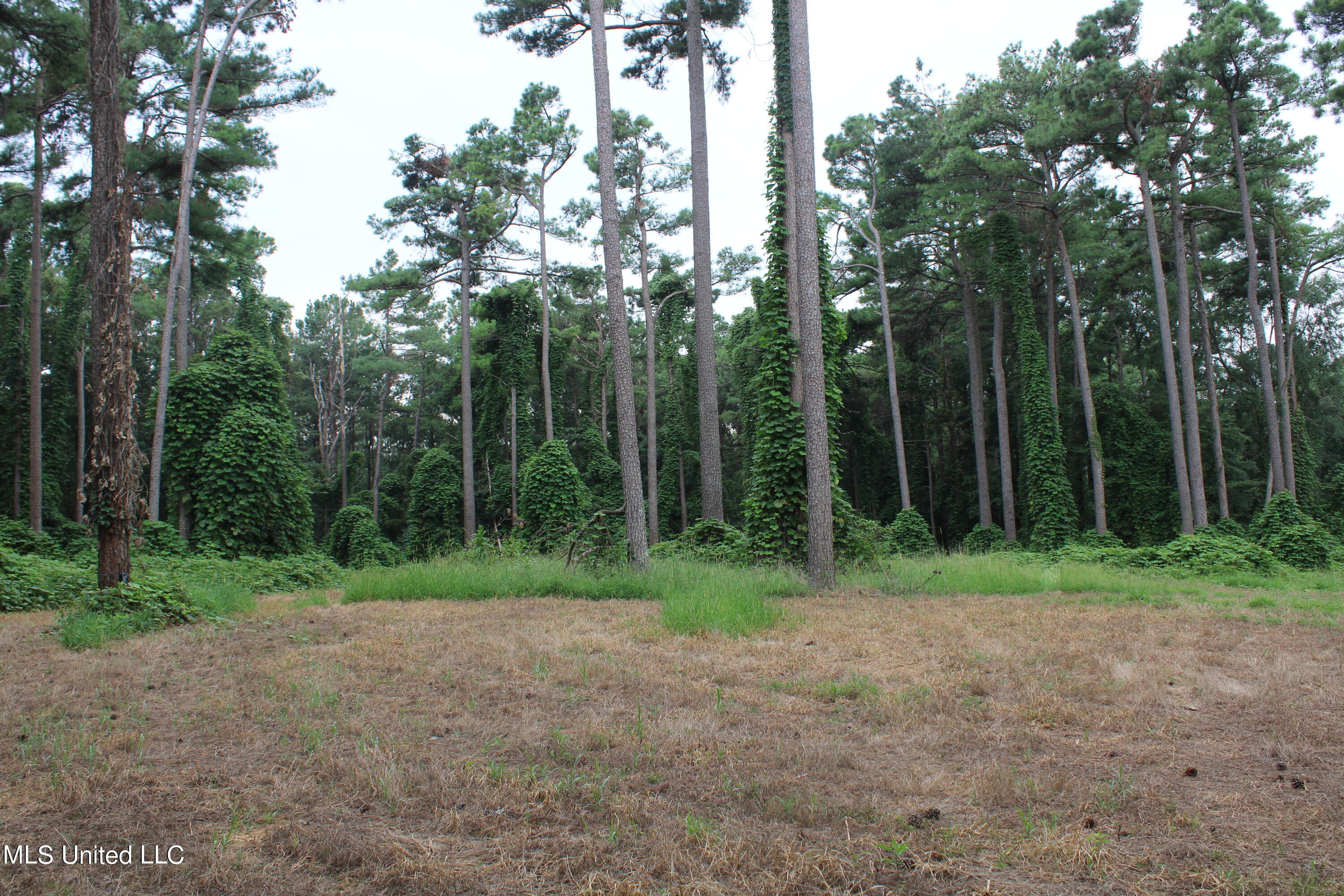 449 Emmitt Meeks Road Waterford, MS 38685 - Photo 33 of 54 IMG_1985