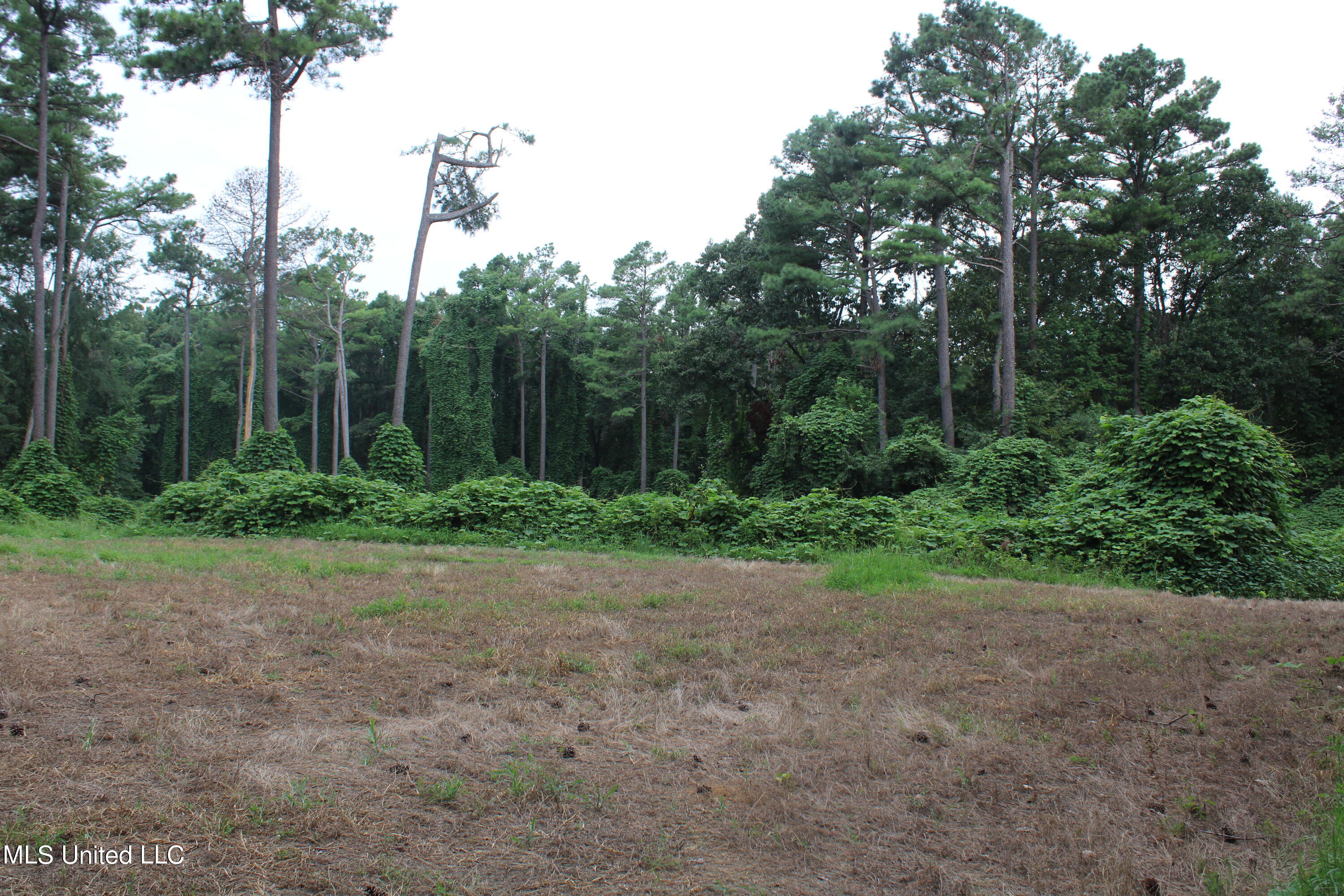 449 Emmitt Meeks Road Waterford, MS 38685 - Photo 34 of 54 IMG_1986