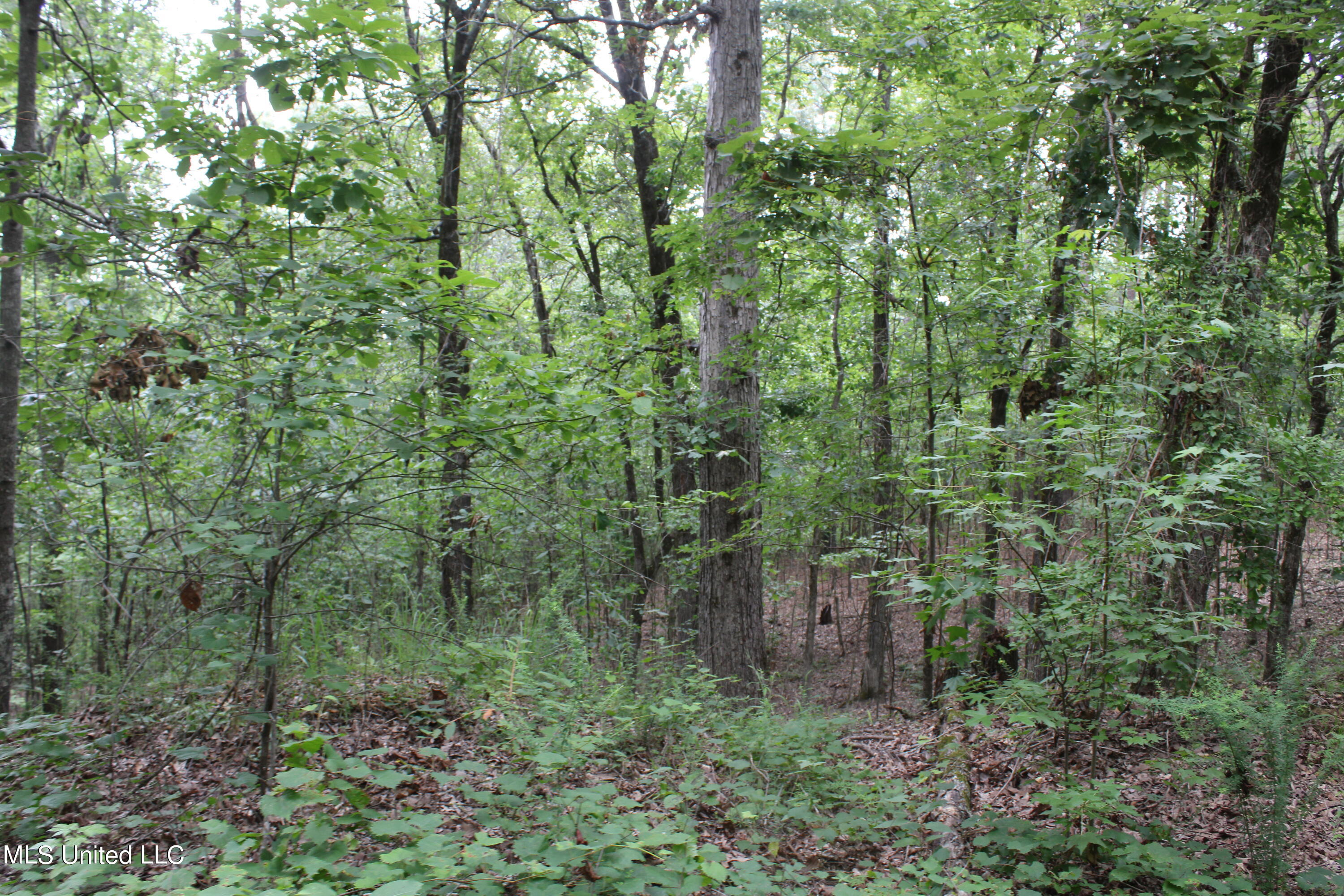 449 Emmitt Meeks Road Waterford, MS 38685 - Photo 42 of 54 IMG_1995
