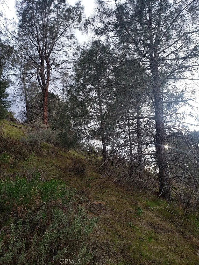 0 Brick Bodfish, CA 93205 - Photo 26 of 45 a view of forest