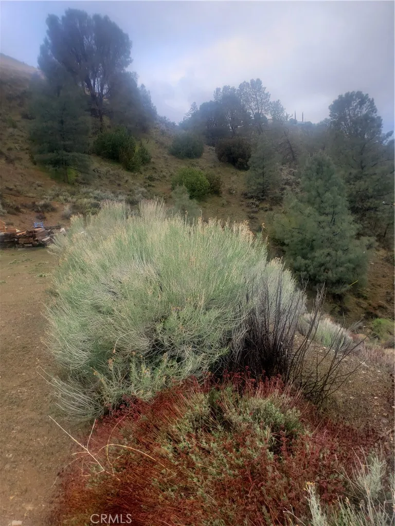 0 Brick Bodfish, CA 93205 - Photo 32 of 45 a view of a yard