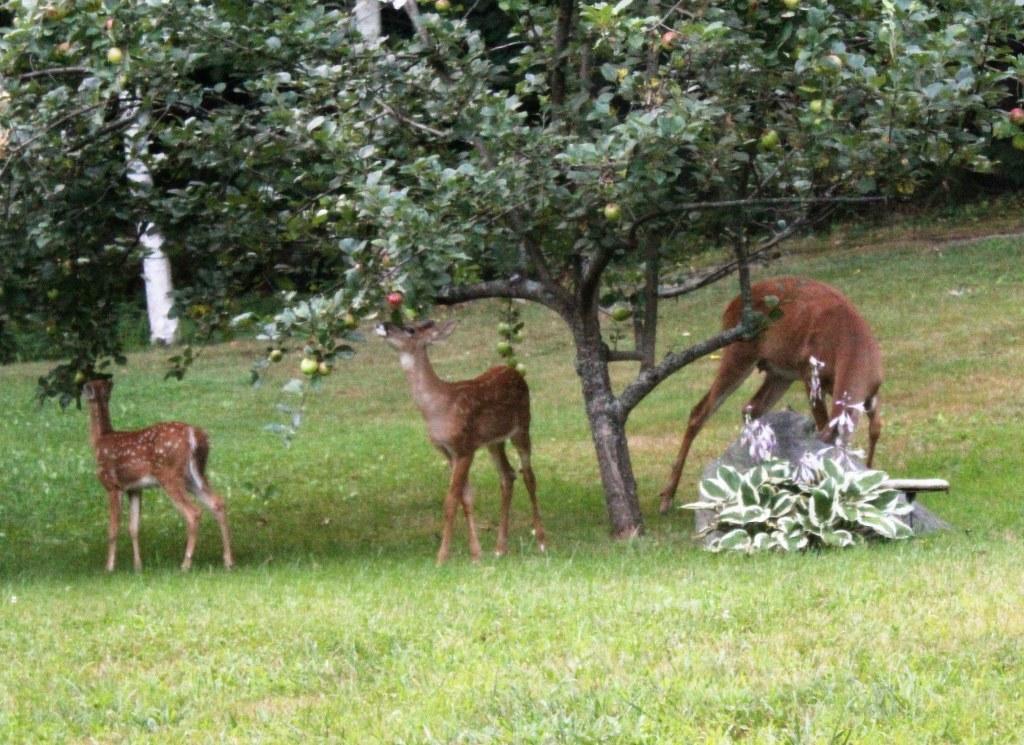77 South Hatch Hill Road Greene, ME 04236 - Photo 22 of 30 Deer