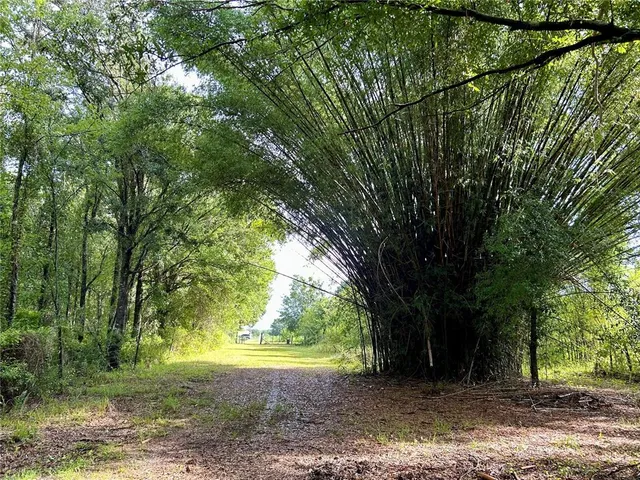 a view of a yard with large trees