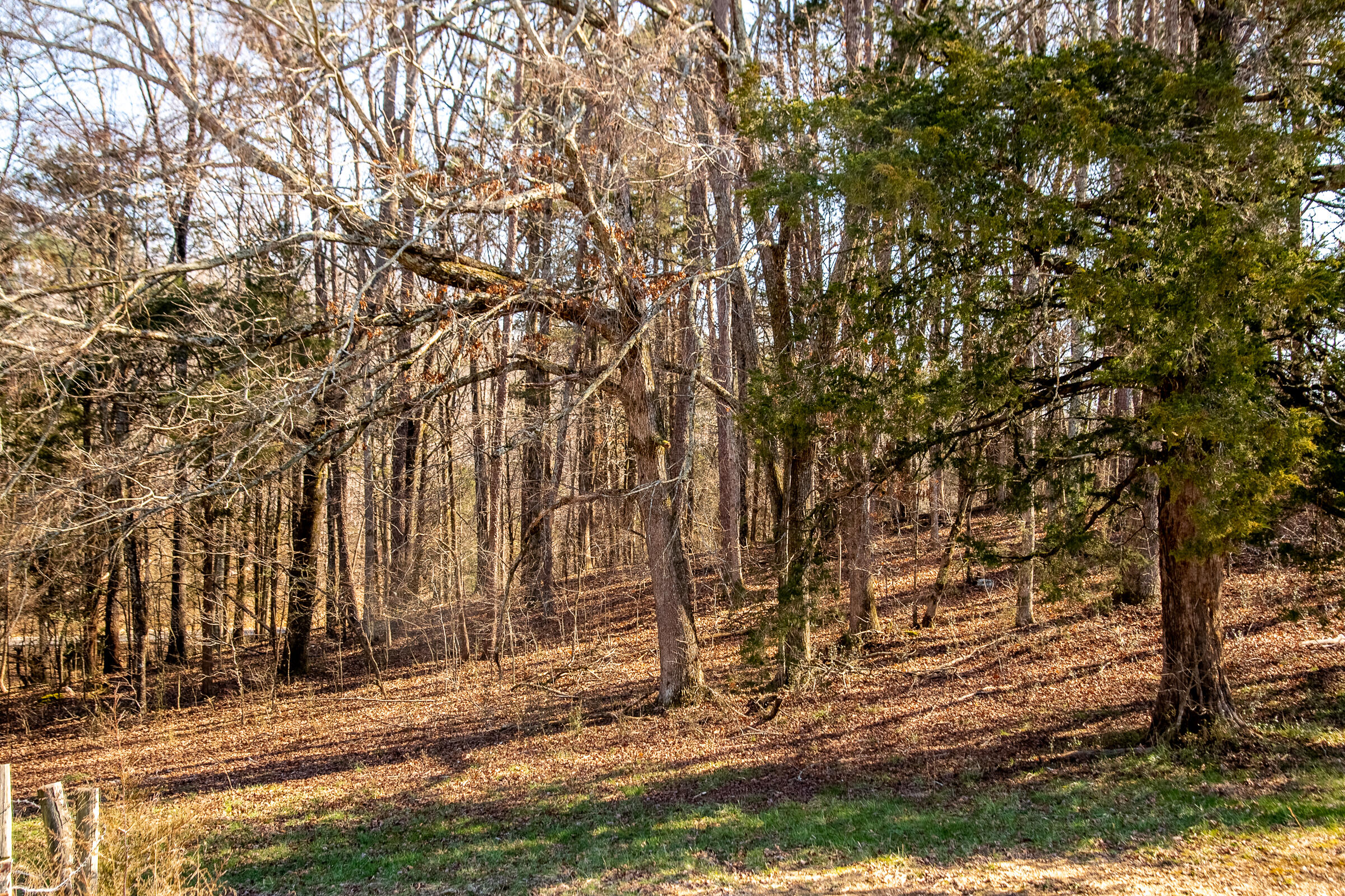 7340 Runyan Road Georgetown, TN 37336 - Photo 12 of 20 Runyan-13
