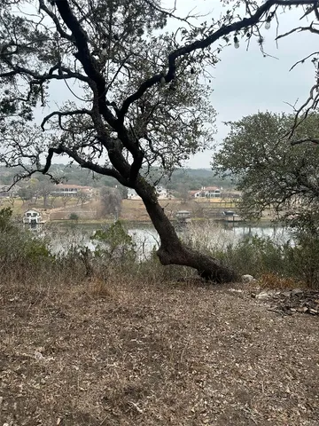 a view of a yard with plants and large trees