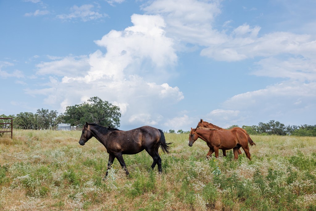 2300 Ranch Road 2323 Llano, TX 78643 - Photo 13 of 20