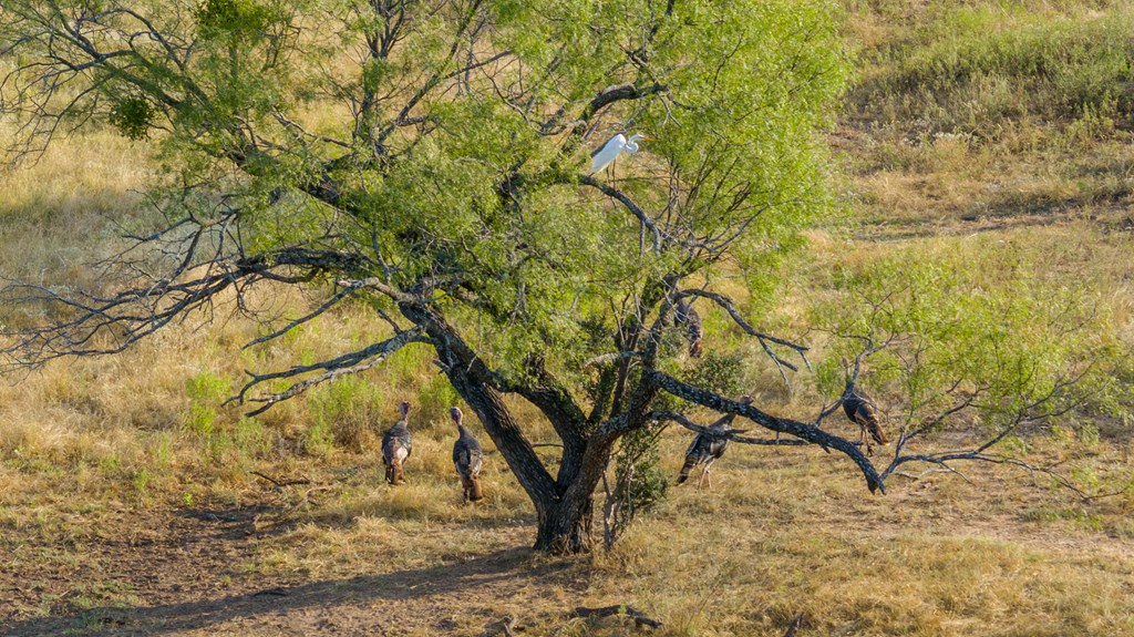2300 Ranch Road 2323 Llano, TX 78643 - Photo 4 of 20