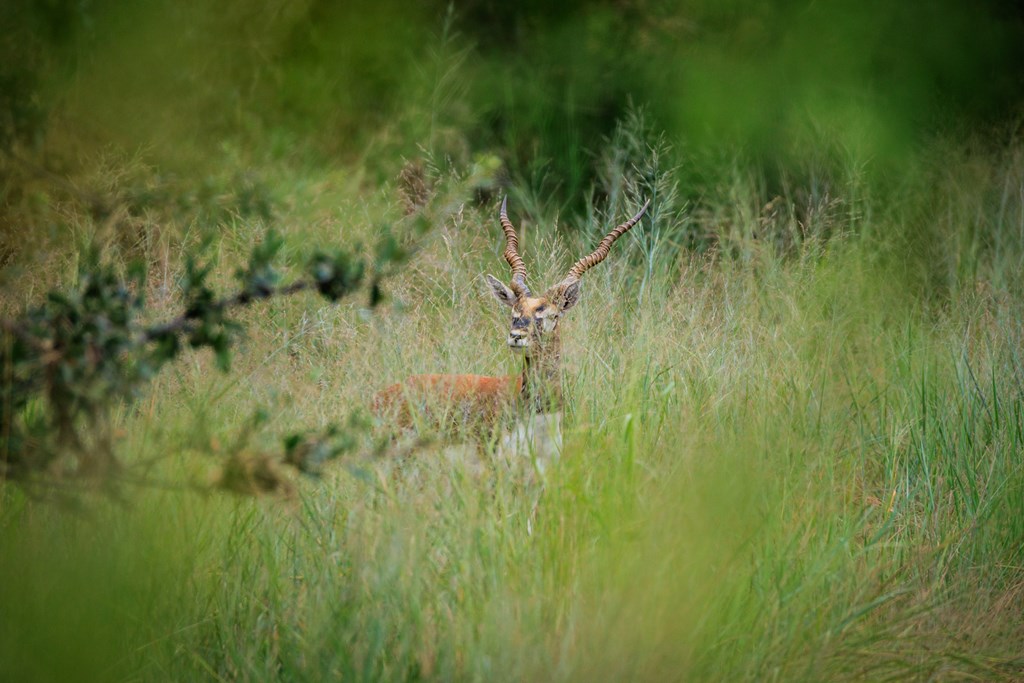 2300 Ranch Road 2323 Llano, TX 78643 - Photo 9 of 20