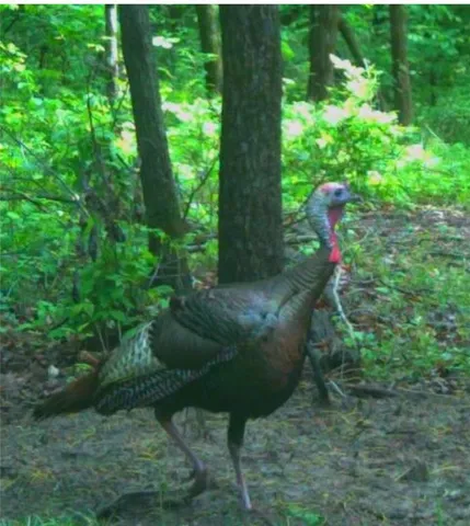 $969,000 | 13150 Norris Road, Rayville, MO 64084