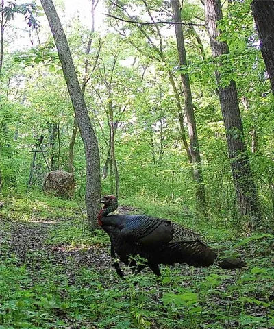 $969,000 | 13150 Norris Road, Rayville, MO 64084