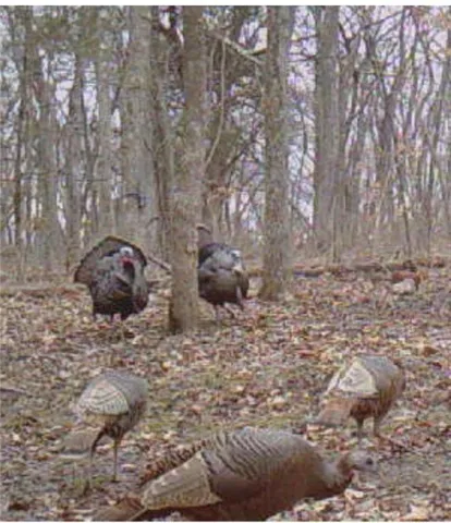 $969,000 | 13150 Norris Road, Rayville, MO 64084