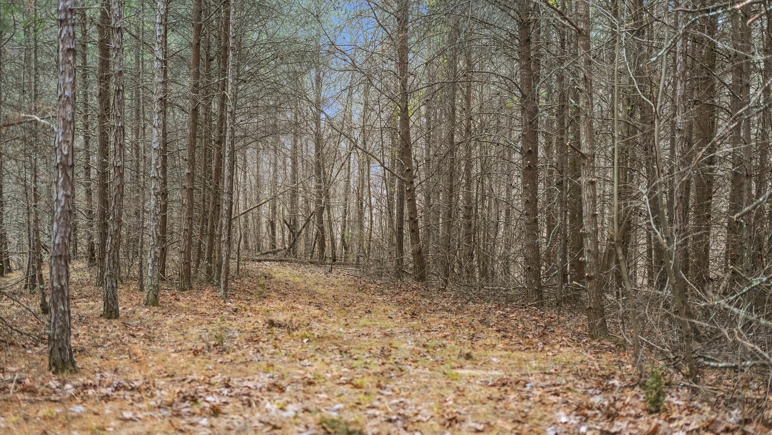 0 Bob Cat Trail Dunlap, TN 37327 - Photo 11 of 24 11_bob cat trl-5