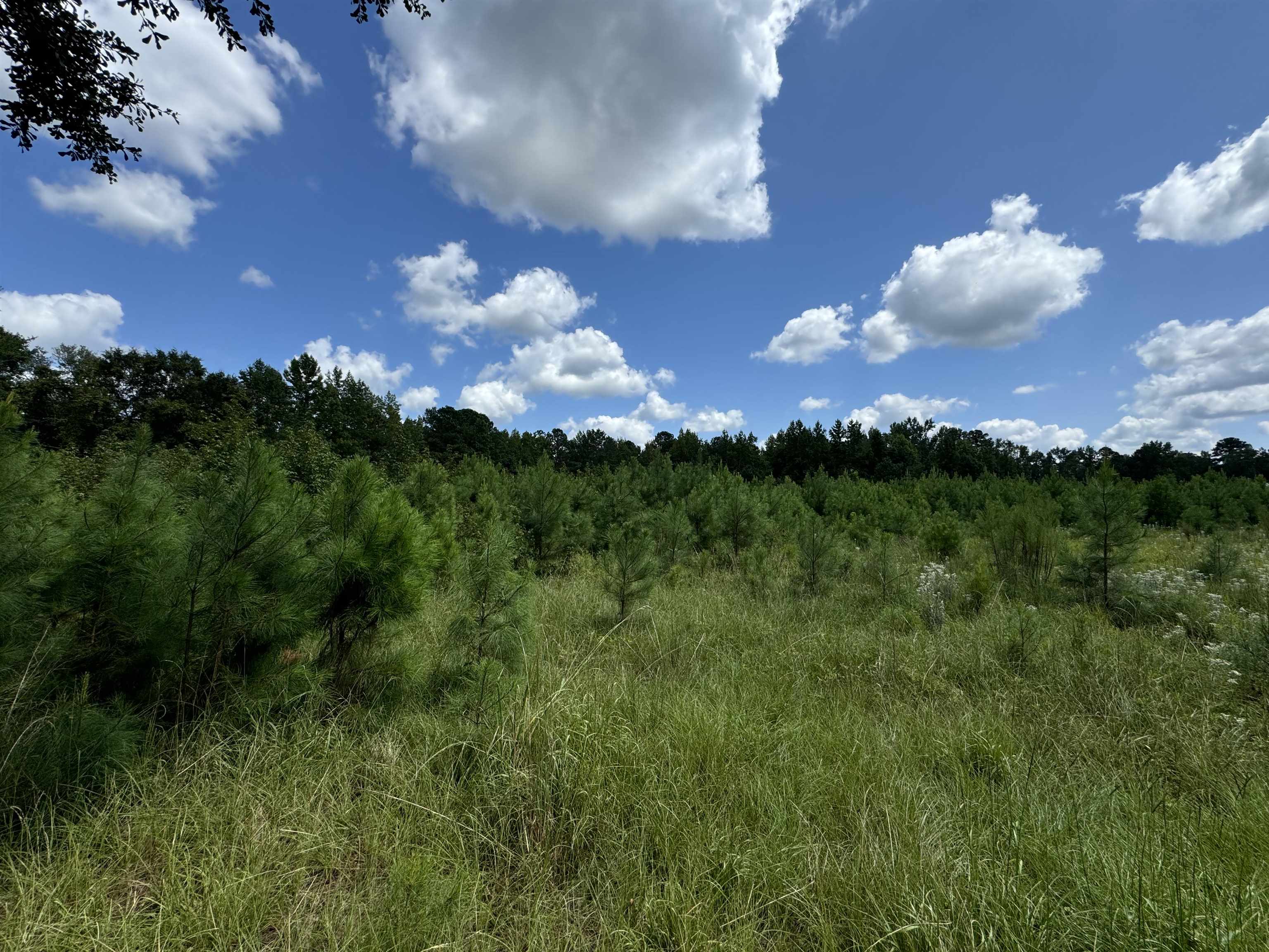 Tbd Graham Street Loris, SC 29569 - Photo 12 of 13 View of nature