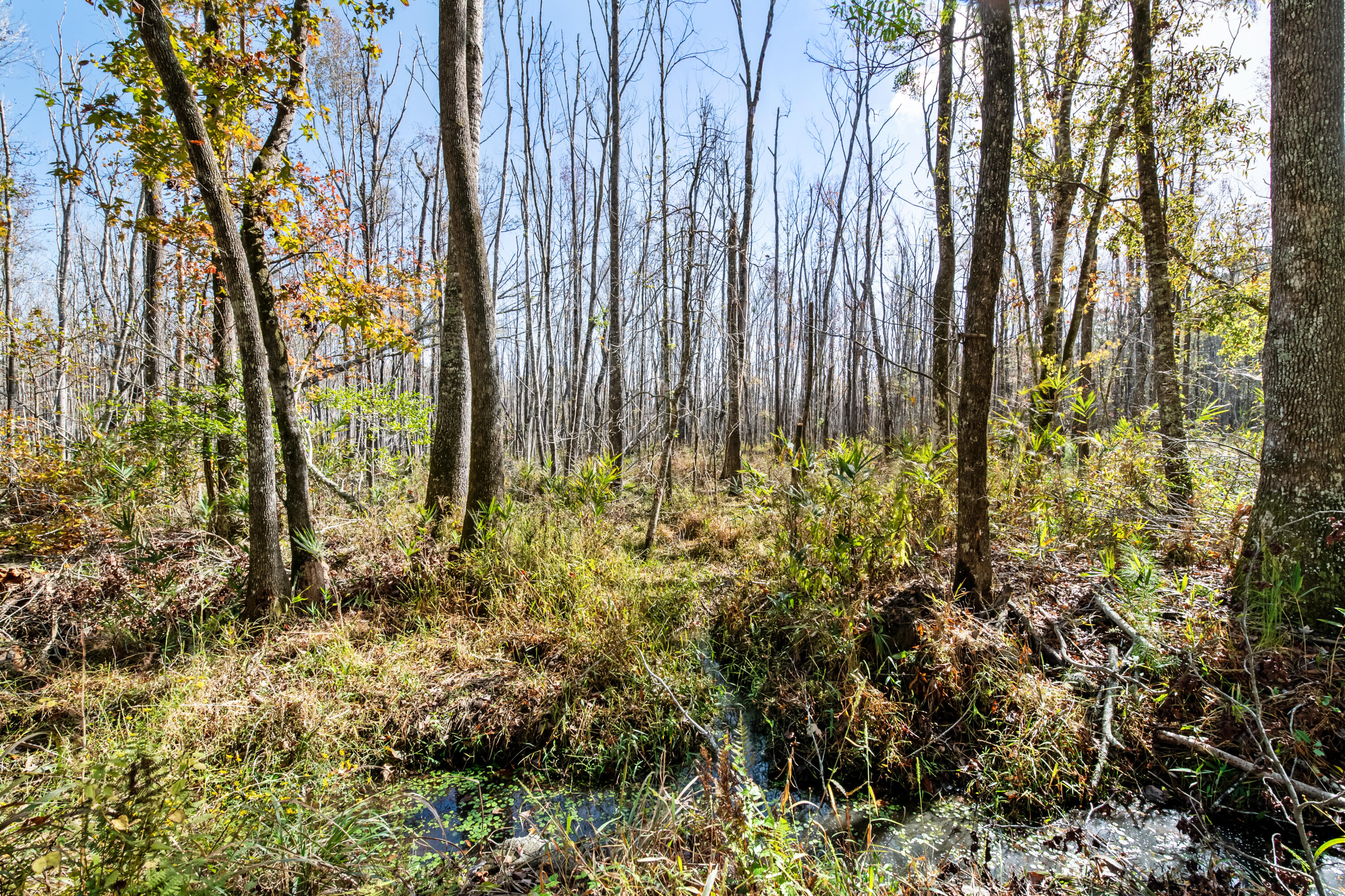 527-acres Spring Grove Road Adams Run, SC 29426 - Photo 24 of 44 HFL_OSBORNE TRACT-31