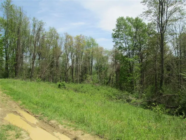 a view of a lush green forest with large trees
