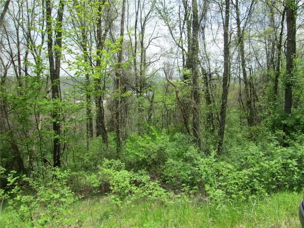 a view of a lush green forest