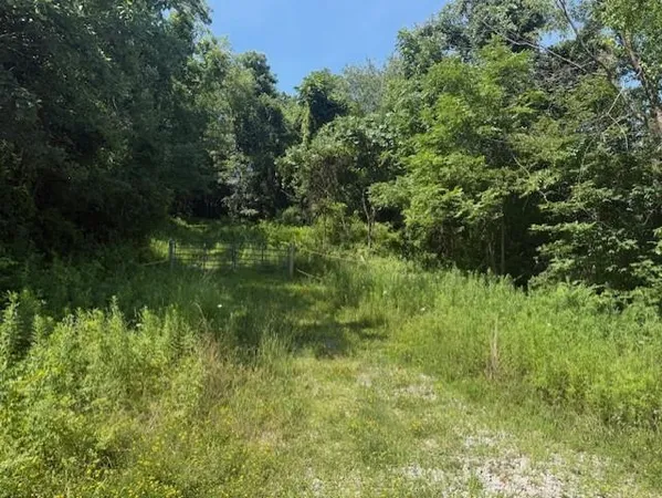 a view of a lush green space