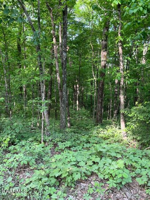 Chestnut Ridge Rd Rd Spring Spring City, TN 37381 - Photo 9 of 12 image8