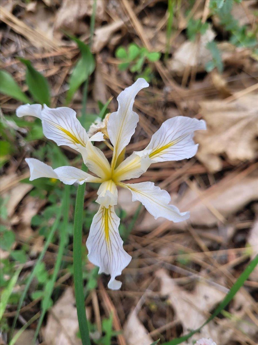 14319 Oregon Peak Road Dobbins, CA 95935 - Photo 34 of 45