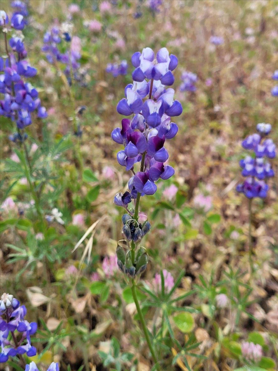 14319 Oregon Peak Road Dobbins, CA 95935 - Photo 36 of 45