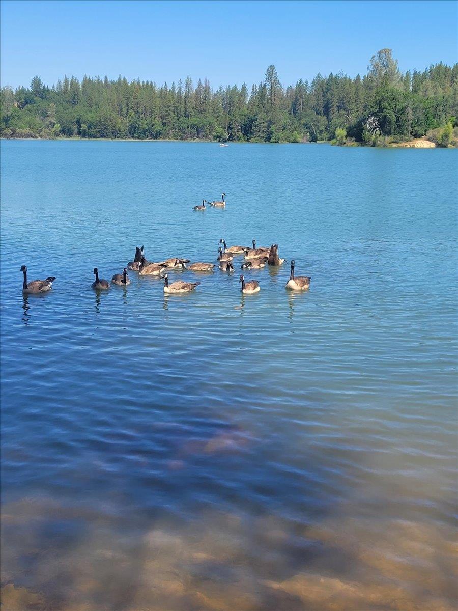 14319 Oregon Peak Road Dobbins, CA 95935 - Photo 38 of 45